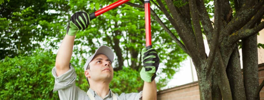 Man pruning tree branches with shears