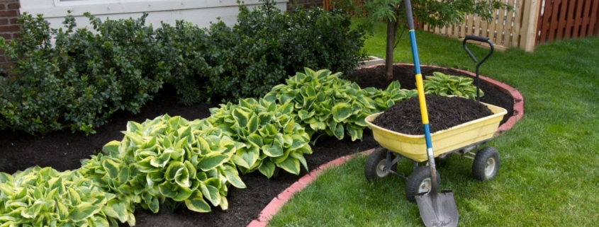 Shovel and wheelbarrow with dirt next to plants