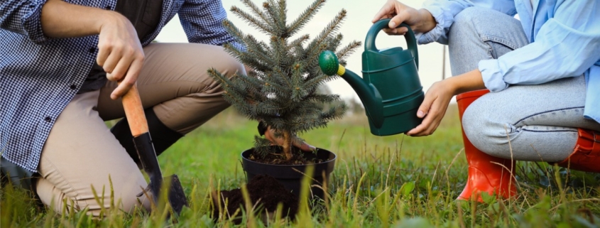 Planting pine tree