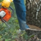 cutting down tree with chainsaw