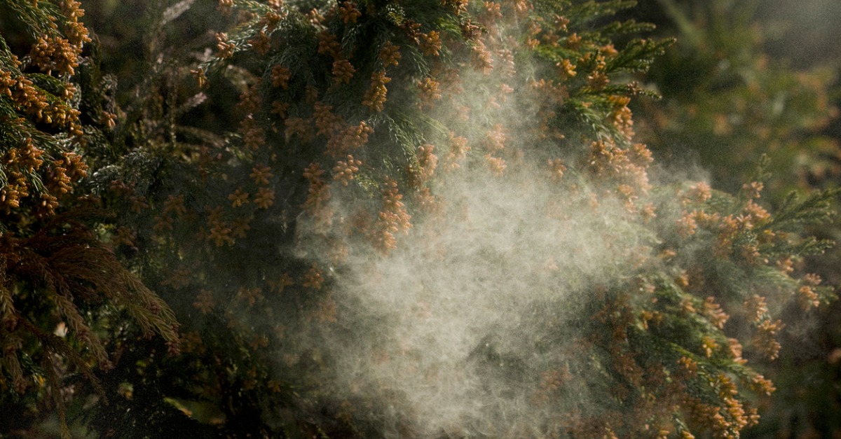 Cedar tree pollen