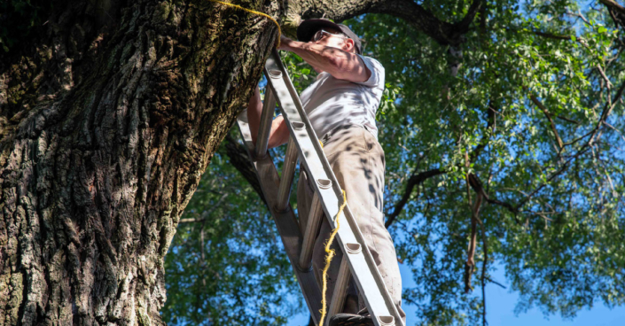 How to Manage Tree Heat Stress in Summer - Premier Tree Solutions