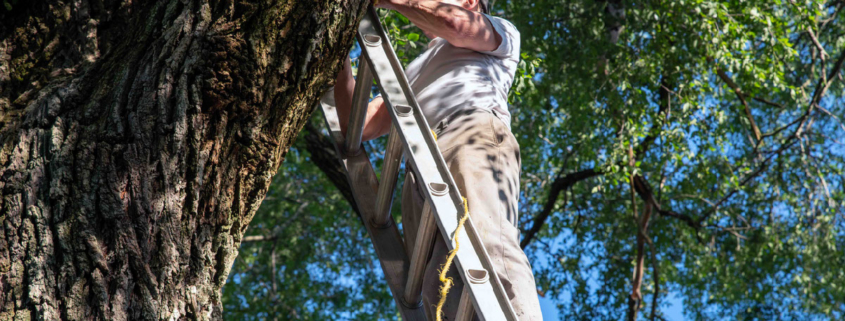 Guy on a ladder at the top of a tree