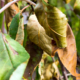 Dead leaves on a tree.