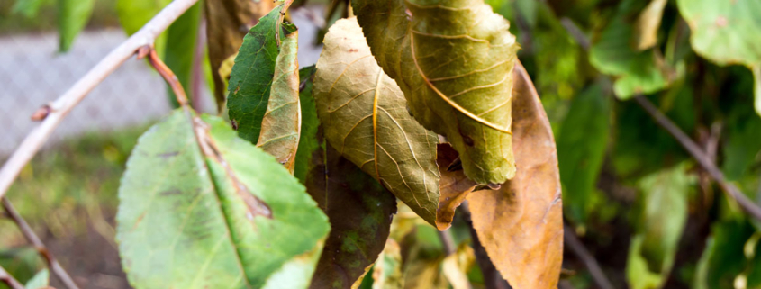 Dead leaves on a tree.