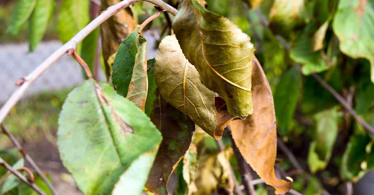 Dead leaves on a tree.