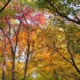 Georgia trees changing colors to red and orange in autumn.