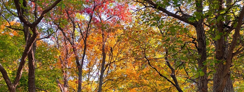 Georgia trees changing colors to red and orange in autumn.