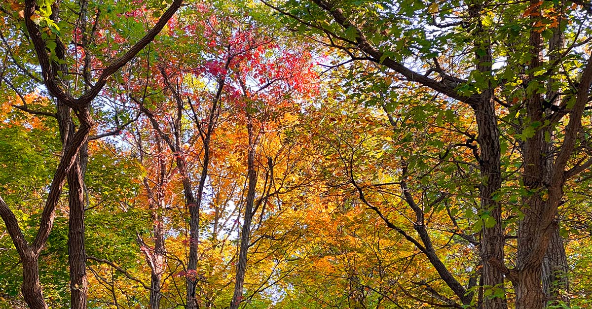 Georgia trees changing colors to red and orange in autumn.