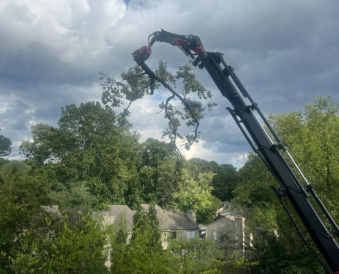 Premier Tree Solutions removing branches that fell due to Hurricane Helene