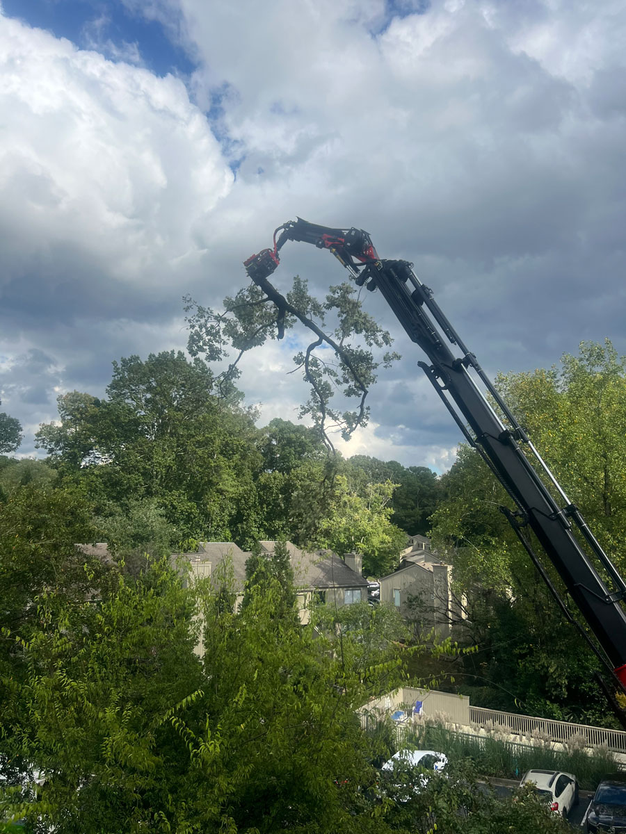 Premier Tree Solutions removing branches that fell due to Hurricane Helene