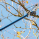 A man pruning trees in Autumn.