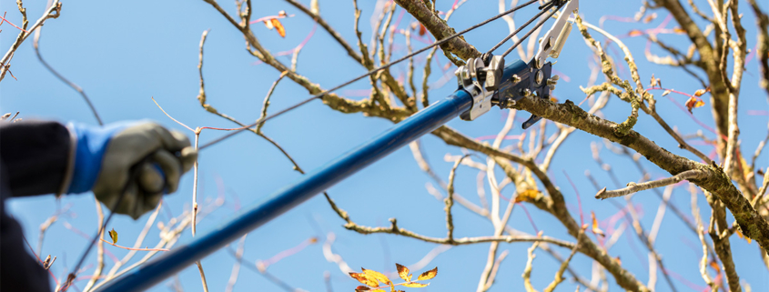 A man pruning trees in Autumn.