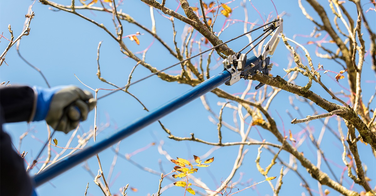 A man pruning trees in Autumn.