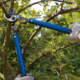 A person wearing gardening gloves pruning branches outside.