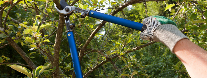 A person wearing gardening gloves pruning branches outside.