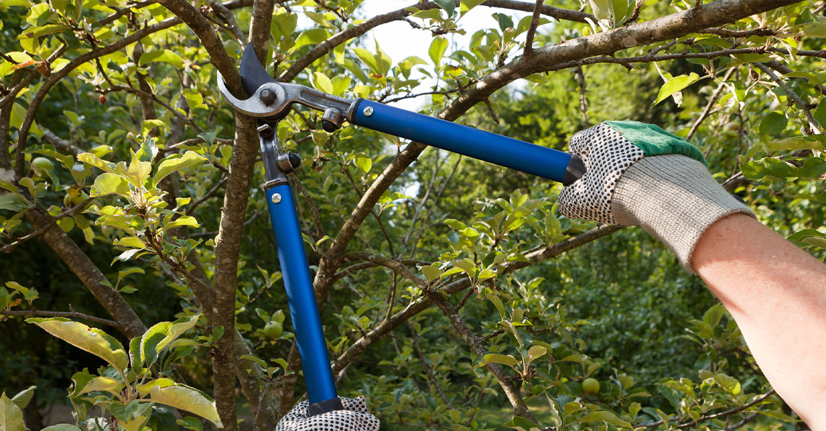 A person wearing gardening gloves pruning branches outside.