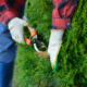 A man pruning an evergreen tree.