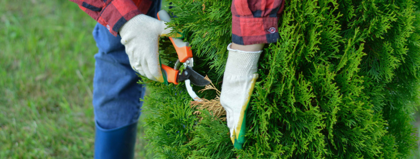 A man pruning an evergreen tree.