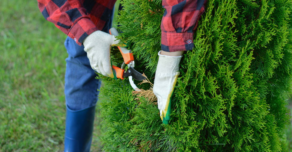 A man pruning an evergreen tree.