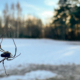 A spider dangling in a web on a tree.