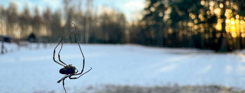 A spider dangling in a web on a tree.