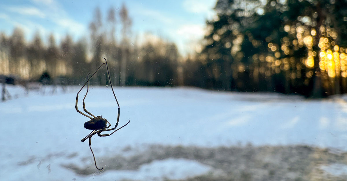 A spider dangling in a web on a tree.