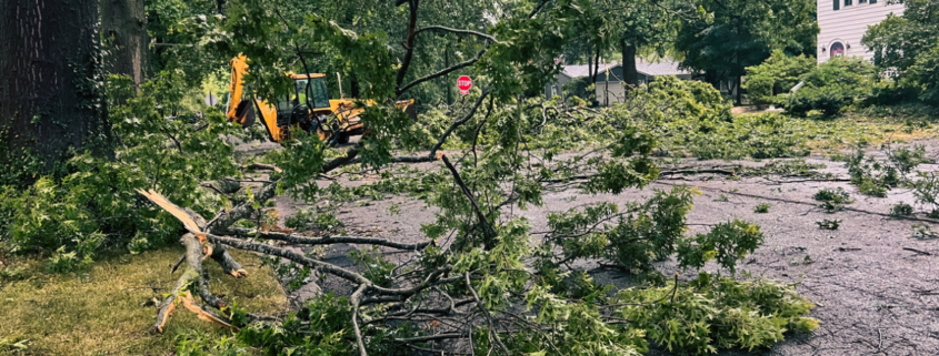 Premier Tree Solutions Blog About Late Stage Winter Pruning Preventing Tree Fall