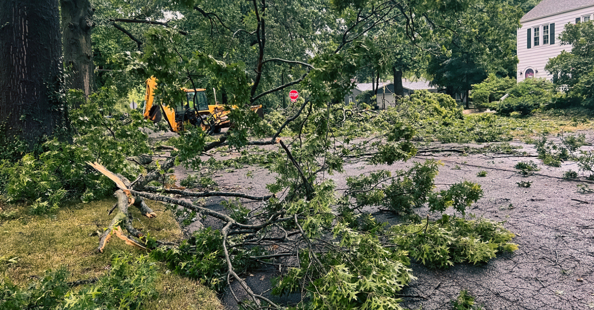 Premier Tree Solutions Blog About Late Stage Winter Pruning Preventing Tree Fall