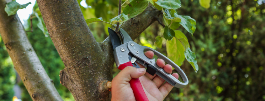 Spring Pruning