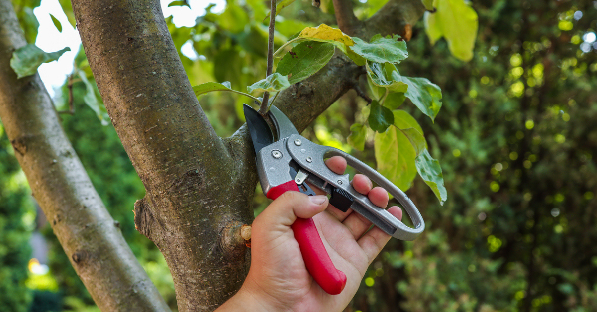 Spring Pruning