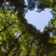 Heart Shaped View in Tall Trees Premier Tree Solutions Blog