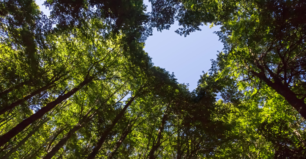 Heart Shaped View in Tall Trees Premier Tree Solutions Blog