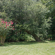 Large lush lot backyard of American house in the suburbs with flowering trees leaning.