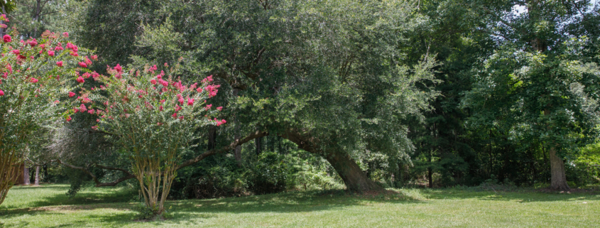 Large lush lot backyard of American house in the suburbs with flowering trees leaning.