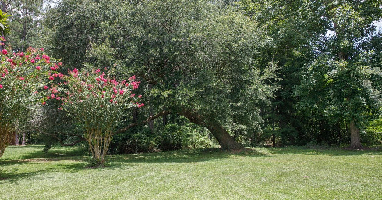 Large lush lot backyard of American house in the suburbs with flowering trees leaning.
