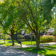 A suburban Midwestern neighborhood street lined with green trees and homes during a sunny day