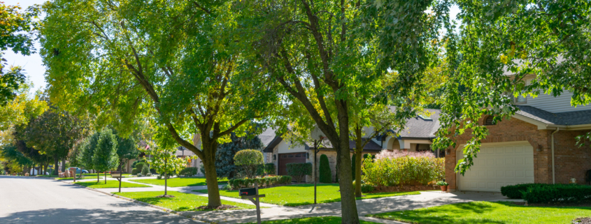 A suburban Midwestern neighborhood street lined with green trees and homes during a sunny day