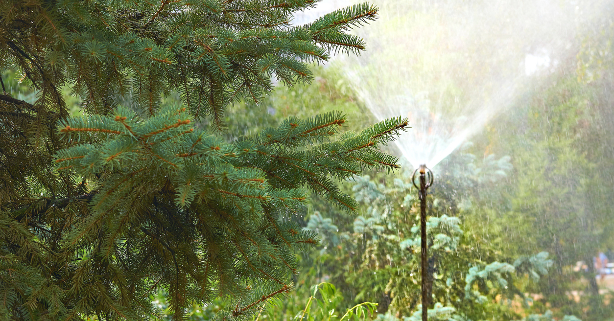 Water supply line to trees
