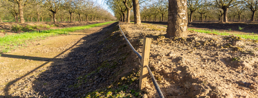 Sustainability in action: Drip irrigation detail in a winter almond field.