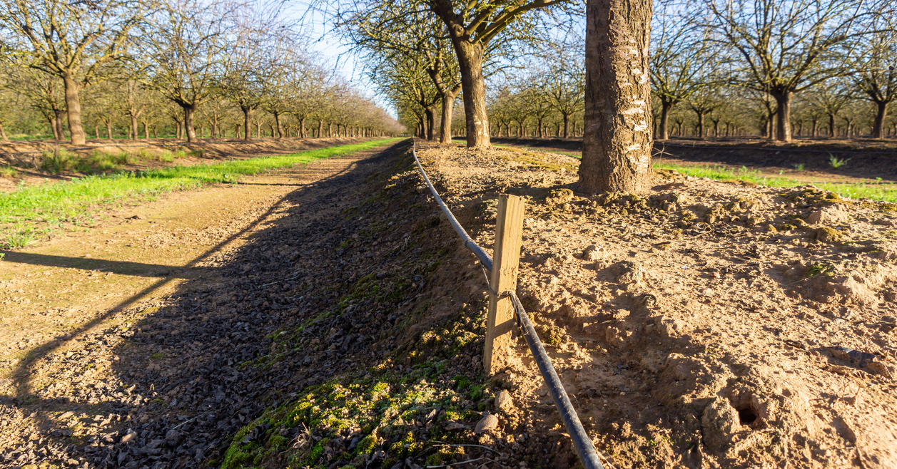 Sustainability in action: Drip irrigation detail in a winter almond field.