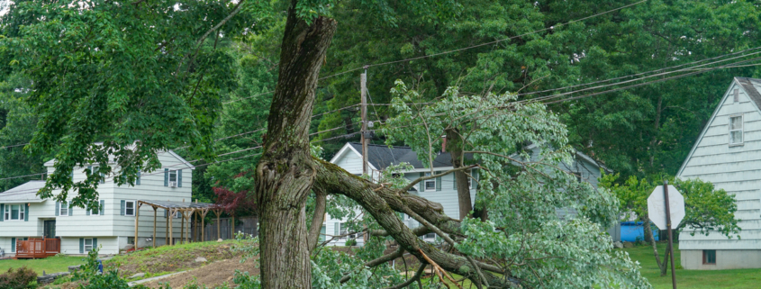 Dangerous fallen tree branch in residential neighborhood caused by storm. summer storm tree prep.