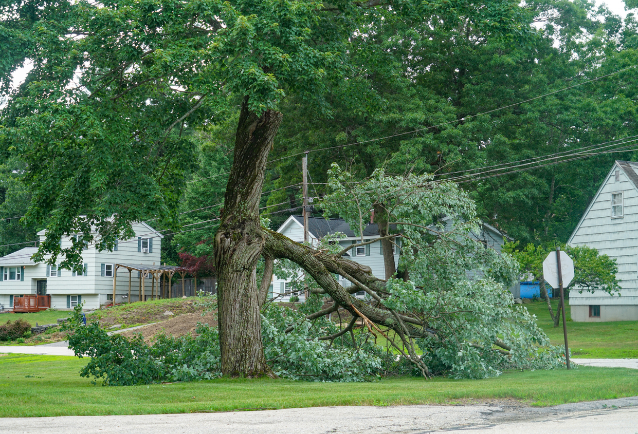 Dangerous fallen tree branch in residential neighborhood caused by storm. summer storm tree prep.