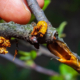 A hand inspecting an apple tree branch showing a yellow caterpillar and representing infestation and tree damage.