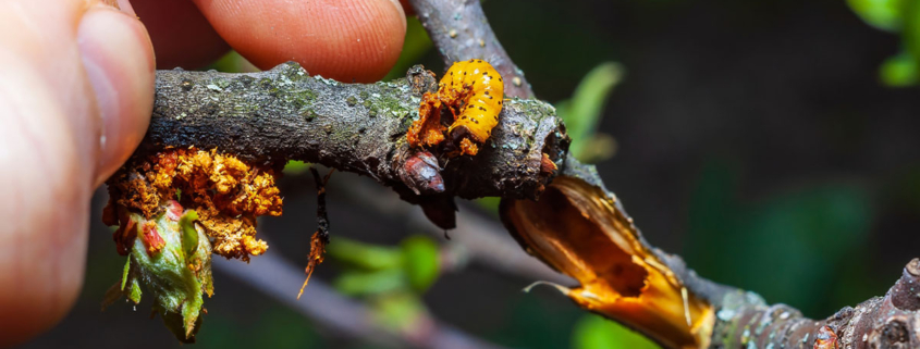 A hand inspecting an apple tree branch showing a yellow caterpillar and representing infestation and tree damage.