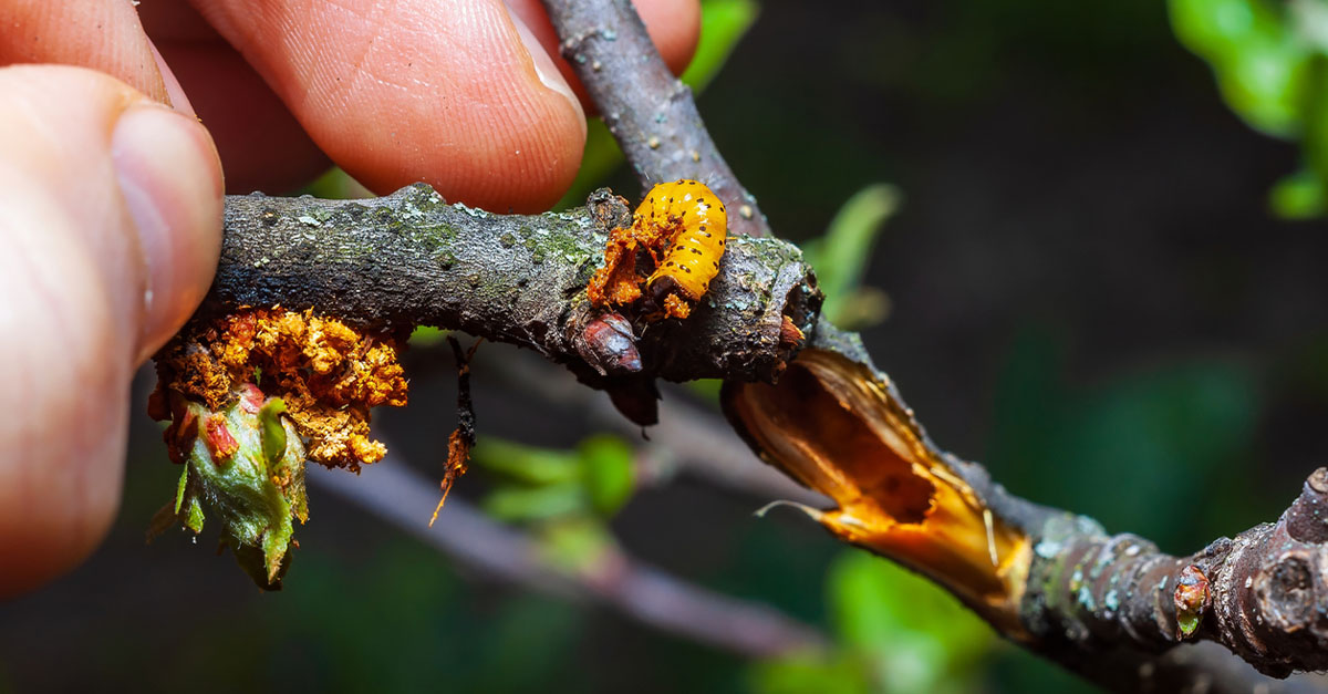 A hand inspecting an apple tree branch showing a yellow caterpillar and representing infestation and tree damage.
