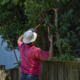 A gardener trimming tree branches with pruning loppers along the fence.