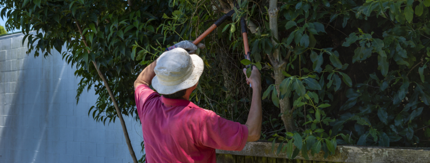 A gardener trimming tree branches with pruning loppers along the fence.