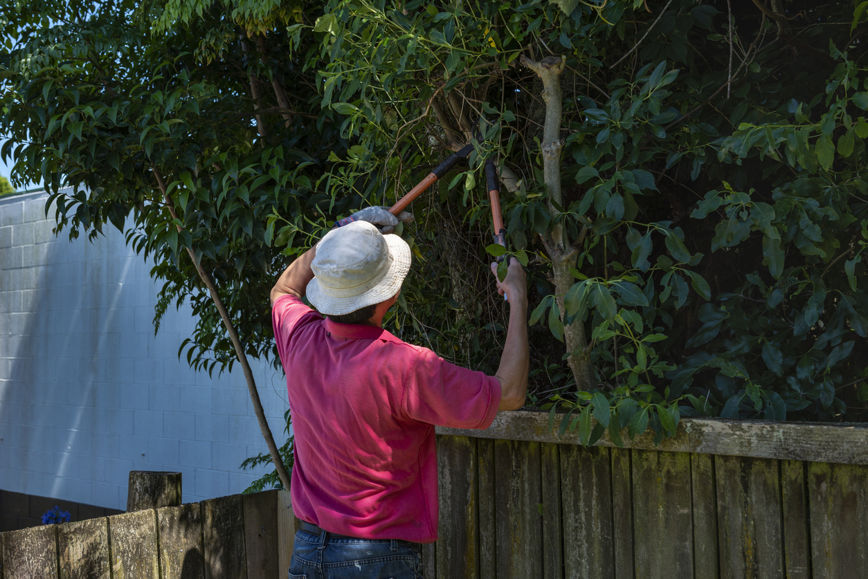 A gardener trimming tree branches with pruning loppers along the fence.