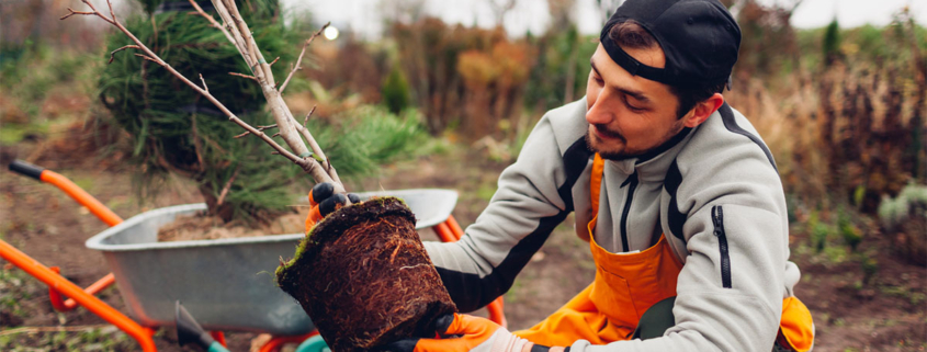 A gardener planting trees in the Fall, with a pine tree.